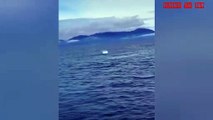 Whales tumbling near boats make visitors laugh and cry with tears