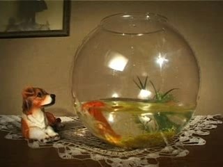 Antoinette n'aime pas l'eau