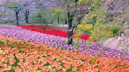 [ 4K UltraHD ] 国営アルプスあづみの公園 - Alps Azumino National Park in Spring.