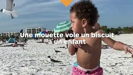 Une mouette vole un biscuit à un enfant sur la plage