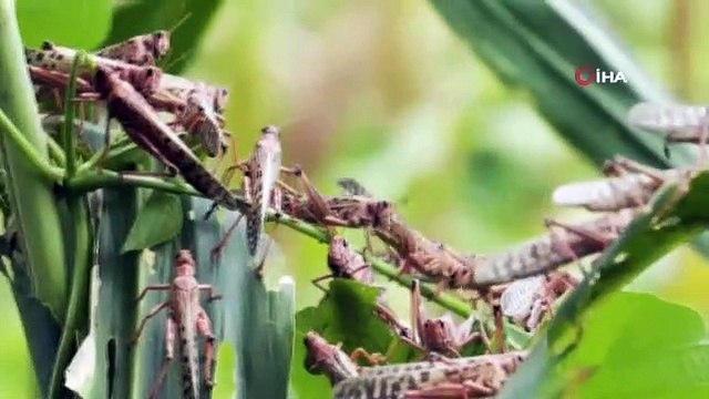 Çekirgeler birçok ülkeyi istila etti