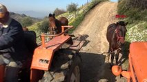 Traktörün giremediği araziler, atlarla sürülüyor