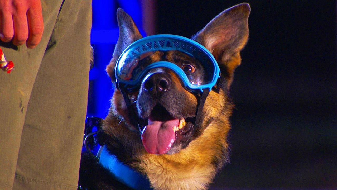 America's Top Dog Rony the GoggleWearing K9 WINS Competition video Dailymotion