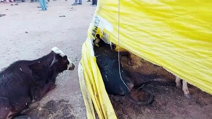 झाँसी: बम्हौरी सुहागी में बनी गौशाला में व्यवस्थाओं का टोटा