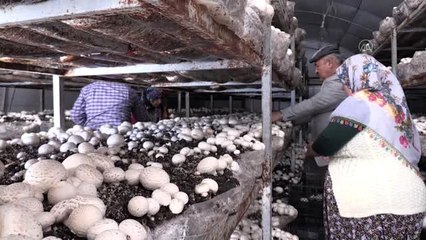 Gelin-kaynana işine baba-oğul da ortak oldu - HATAY