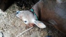 हरदोई- दरिंदगी की हद हुई पार, गाय की बेहरहमी से हत्या