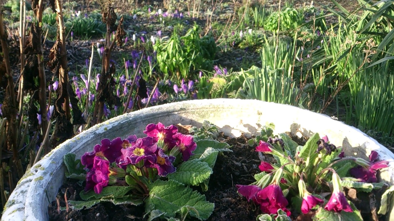 Ein März-Morgen im Fuhnegarten