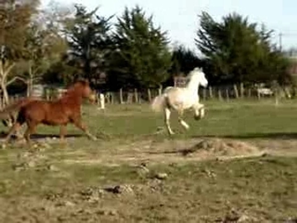 Montage des animaux de Manon