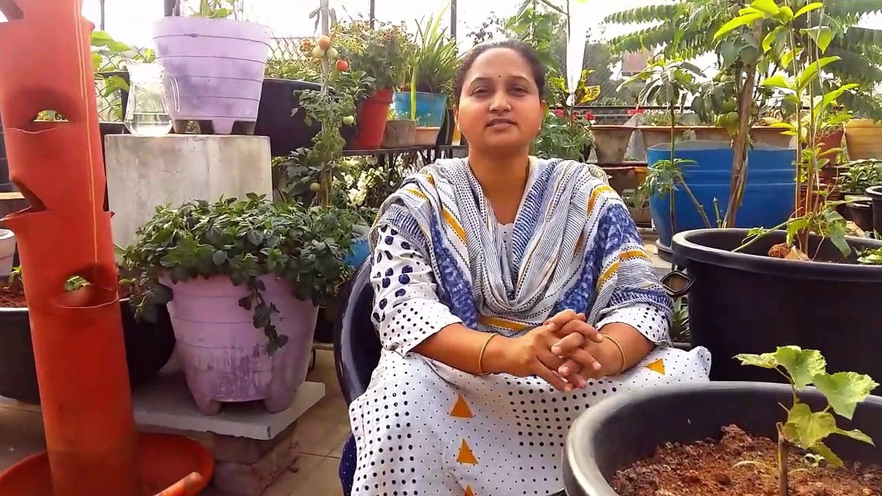 How to deal with insects _ Protect garden from bugs _