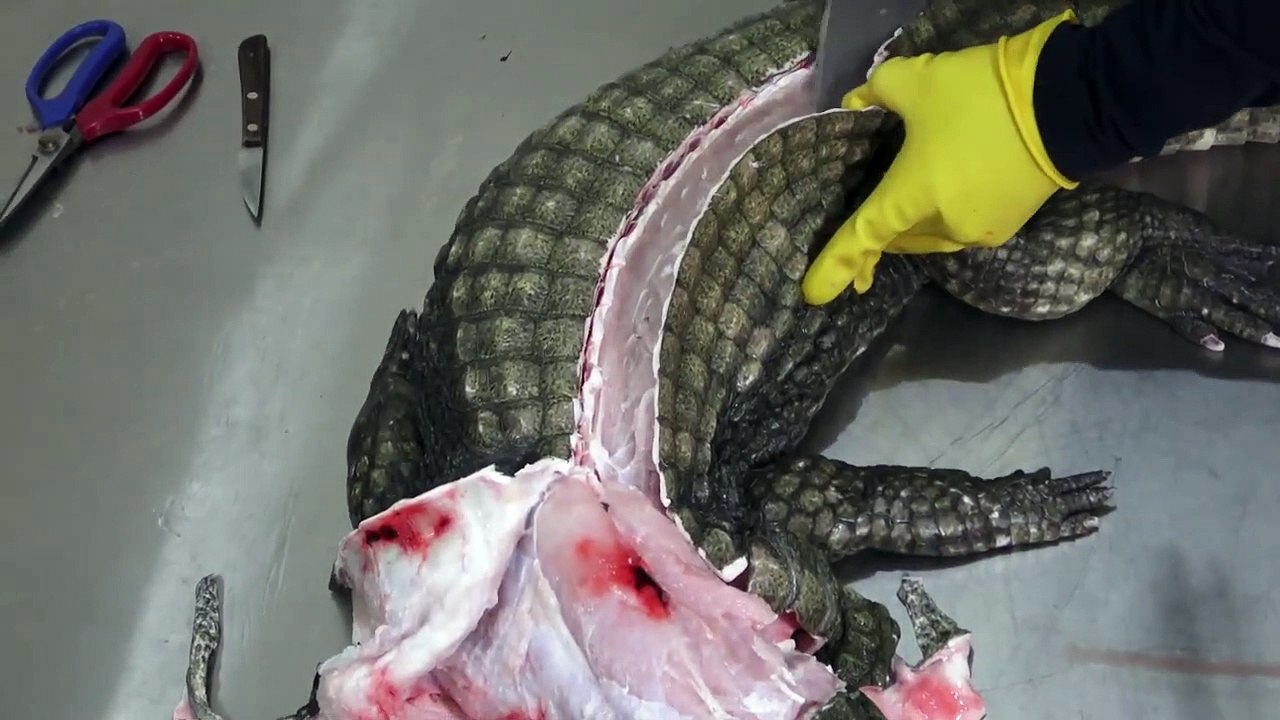 GIANT CROCODILE CUTTING - Crocodile Meat - Taiwan Street food