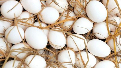 Koronavirüs salgını yumurta sektörüne de darbe vurdu, 6 tavuk çiftliği iflas etti