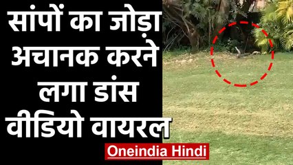 Snake का जोड़ा अचानक करने लगा Dance, Video Social Media पर Viral | वनइंडिया हिंदी