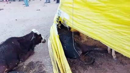 झांसी: गौशाला पर व्यवस्थाओं के टोटा होने से 3 गोवंश की हुई मौत