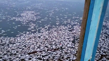 Thousands of Fish Float on Lake Surface- funny videos