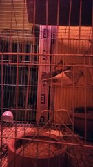 Daimond DOVE PAKHI PALON