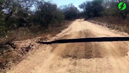 Il pense q'un gros bout de bois bloque la route... pas du tout