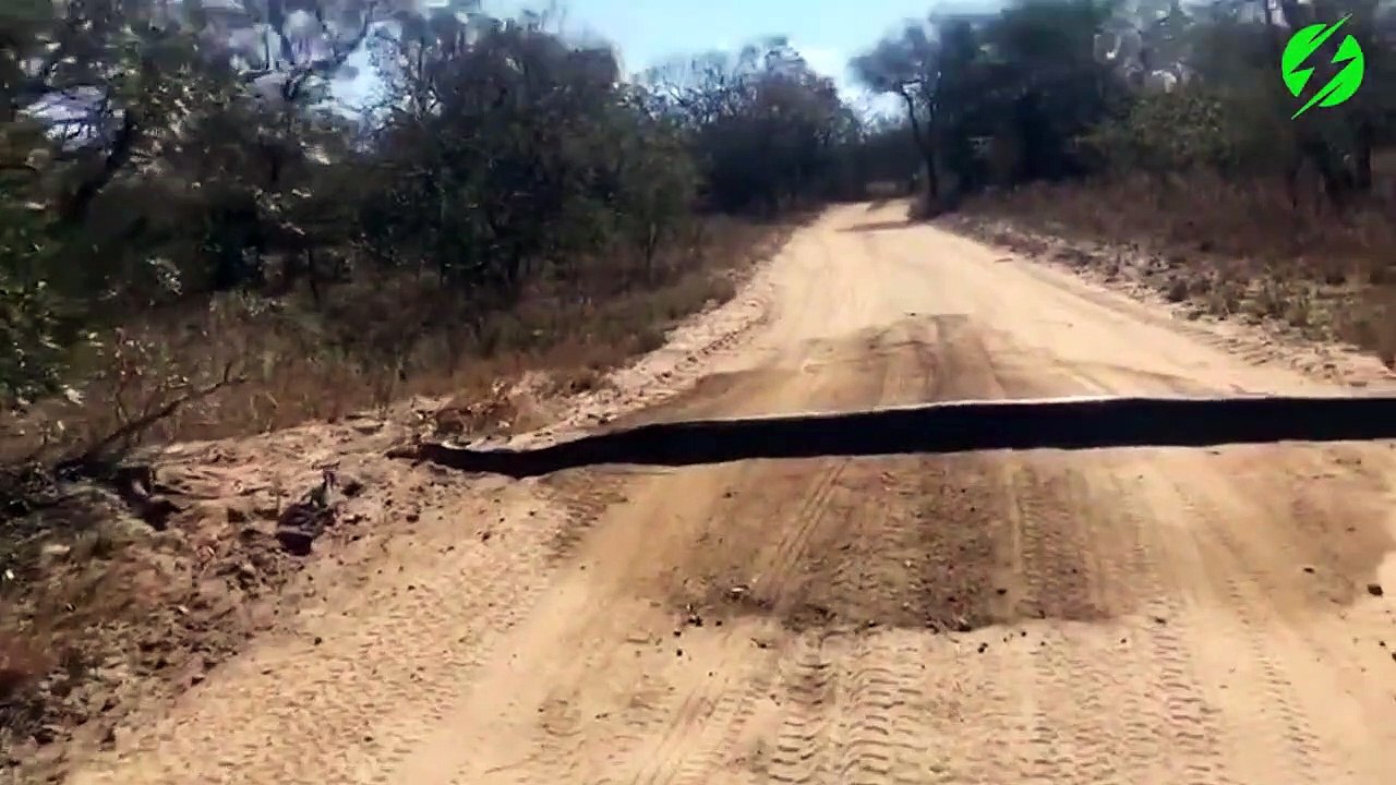 Il pense q'un gros bout de bois bloque la route... pas du tout