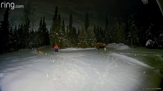 Grosse surprise en promenant son chien, regardez ce qu'elle va rencontrer