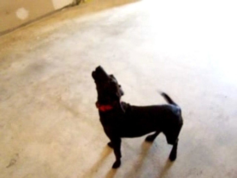 chien ki chante