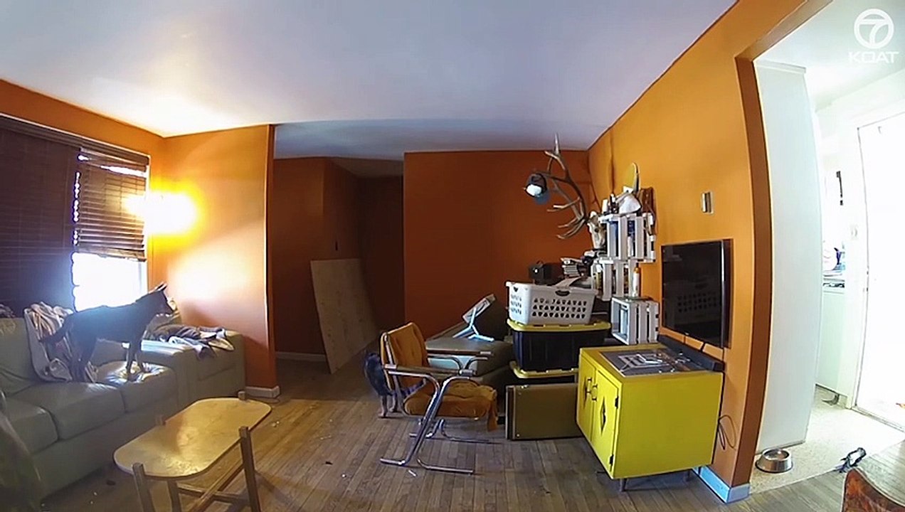 Ce chien déclenche un feu en renversant le fer à repasser !