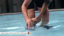 This Chihuahua Puppy's Swim Lesson Is The Cutest Thing You'll See Today