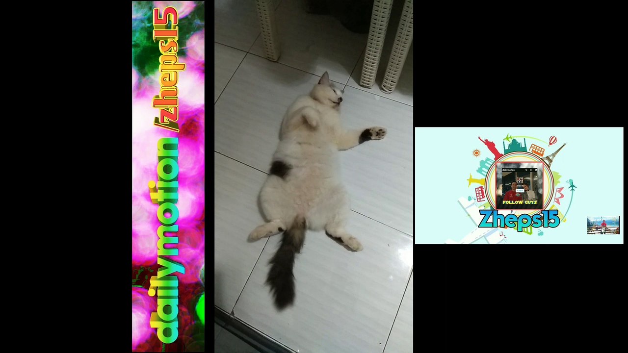 Pimbul kucing +62 main tali