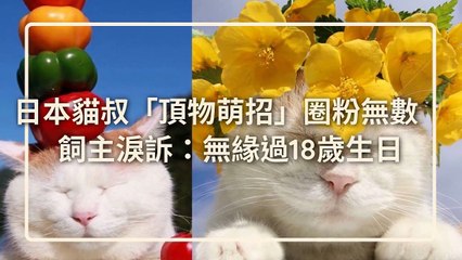 petmao_curation-petsmao.nownews|petmao_nownews-copy2-20200316-09:30