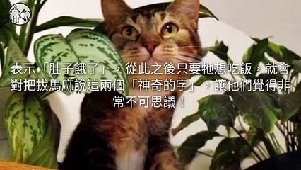 petmao_curation-petsmao.nownews|petmao_curation_mobile-copy3-20200316-09:30