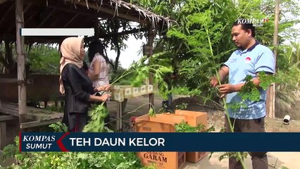 Download Video: Teh Daun Kelor