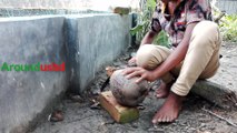 amazing coconut cutting skills village boy