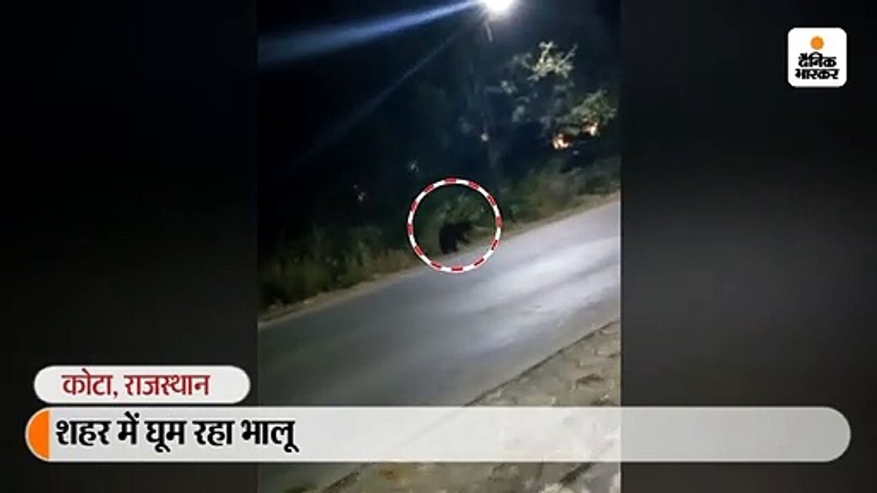 शहर में फिर मचा हड़कंप, रात को सड़क पर दिखने के बाद गायब हुआ भालू; वन विभाग की टीम गश्त कर रही