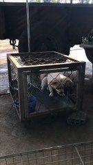 Escape Artist Dog  Exits Cage