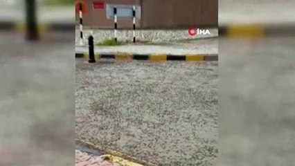 Herkes çekirge istilasını kilitlenmişken şimdi de karınca istilası başladı