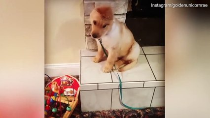 Rae le chiot unicorne devenue une star sur les réseaux sociaux