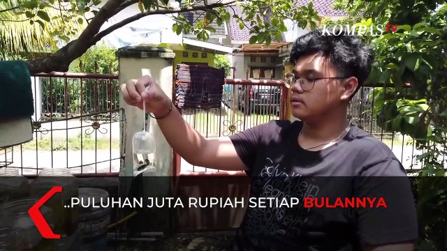 Menggiurkan, Bisnis Ikan Hias Raih Omzet Hingga Puluhan Juta Rupiah