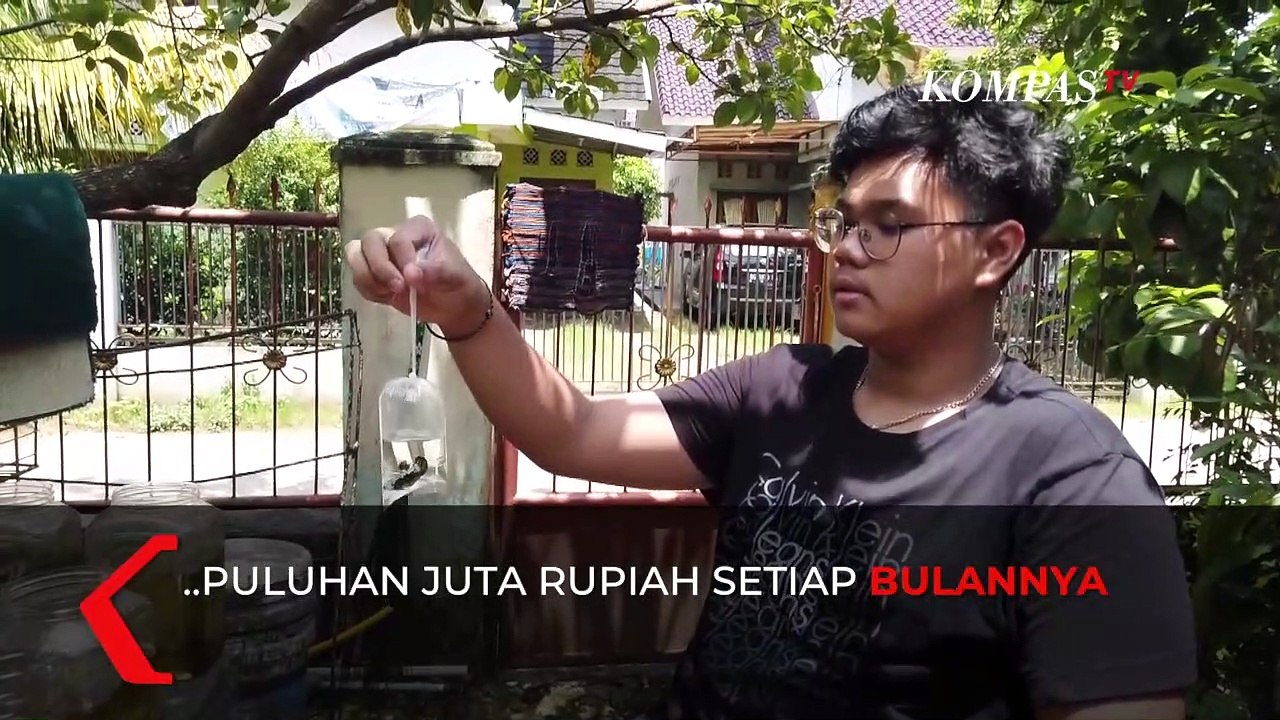 Menggiurkan, Bisnis Ikan Hias Raih Omzet Hingga Puluhan Juta Rupiah