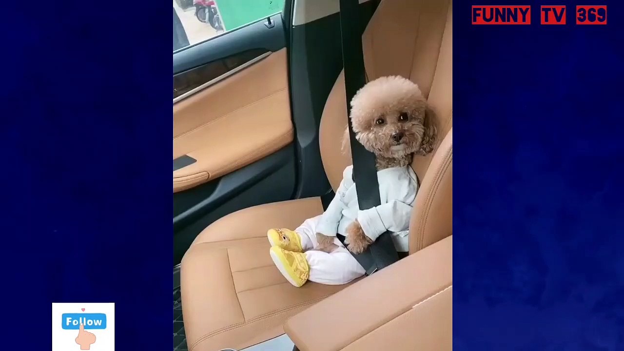 Funny two fashionable dogs eat a taxi :"))