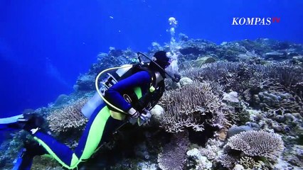 TERNAK MUTIARA DI PULAU ALOR