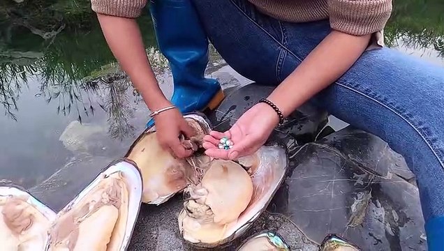 Elle découvre des perles d'huitres géantes naturellement produites !