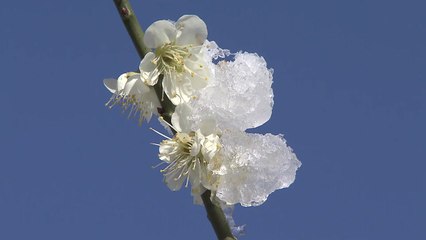 봄꽃 위에 눈꽃...절기 잊은 3월의 설경 / YTN