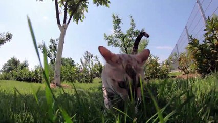 the best kinds of cats and dogs # funny cats and dogs