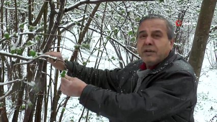 Giresunlu fındık üreticisi yağan mart karı yüzünden endişeli