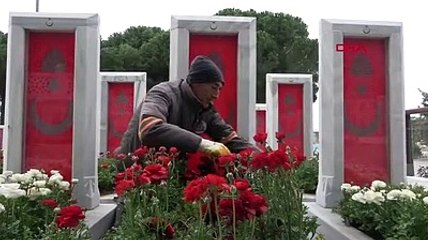 Şehit mezarlarına kırmızı-beyaz 11 bin şakayık dikildi