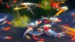 funny fishes # fishes # fishes # the best fishes