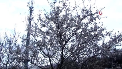 Elazığ'da bahar havası, ağaçlar çiçek açtı