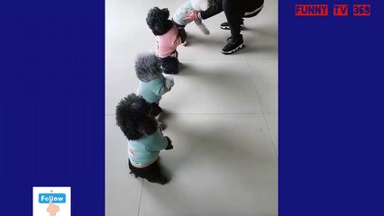 The dogs are extremely funny lying