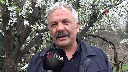 TOKAT'TA MEYVE ÇİÇEKLERİNİN ÜZERİNE KAR YAĞDI