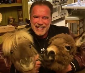 Arnold Schwarzenegger, 72, quarantine with miniature horse Whiskey and pet donkey Lulu