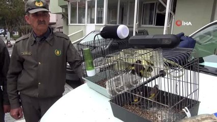 Tuzakla Saka kuşu avcılığına 10 bin TL ceza
