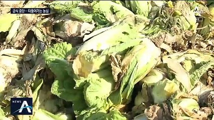 “급식재료 배추 뽑아버렸다”…판로 못 찾아 ‘거름’으로
